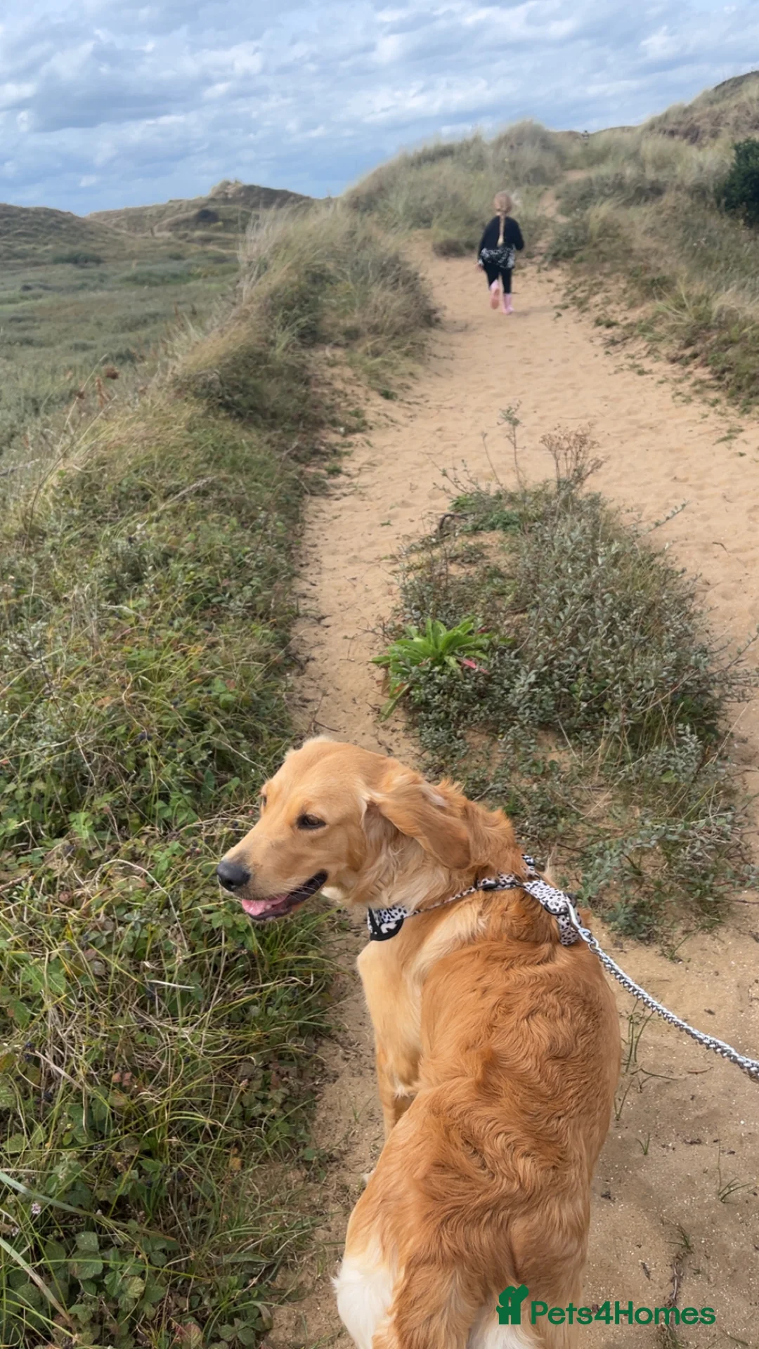 Golden Retriever dogs for sale: Exceptional Golden Retriever-Loving Temperament  in Port Talbot - Advert 3