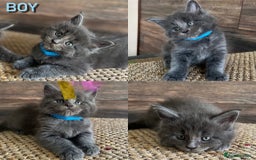 Maine Coon cats for sale: First Litter 6 Pure Maine Coon Kittens - Image 3