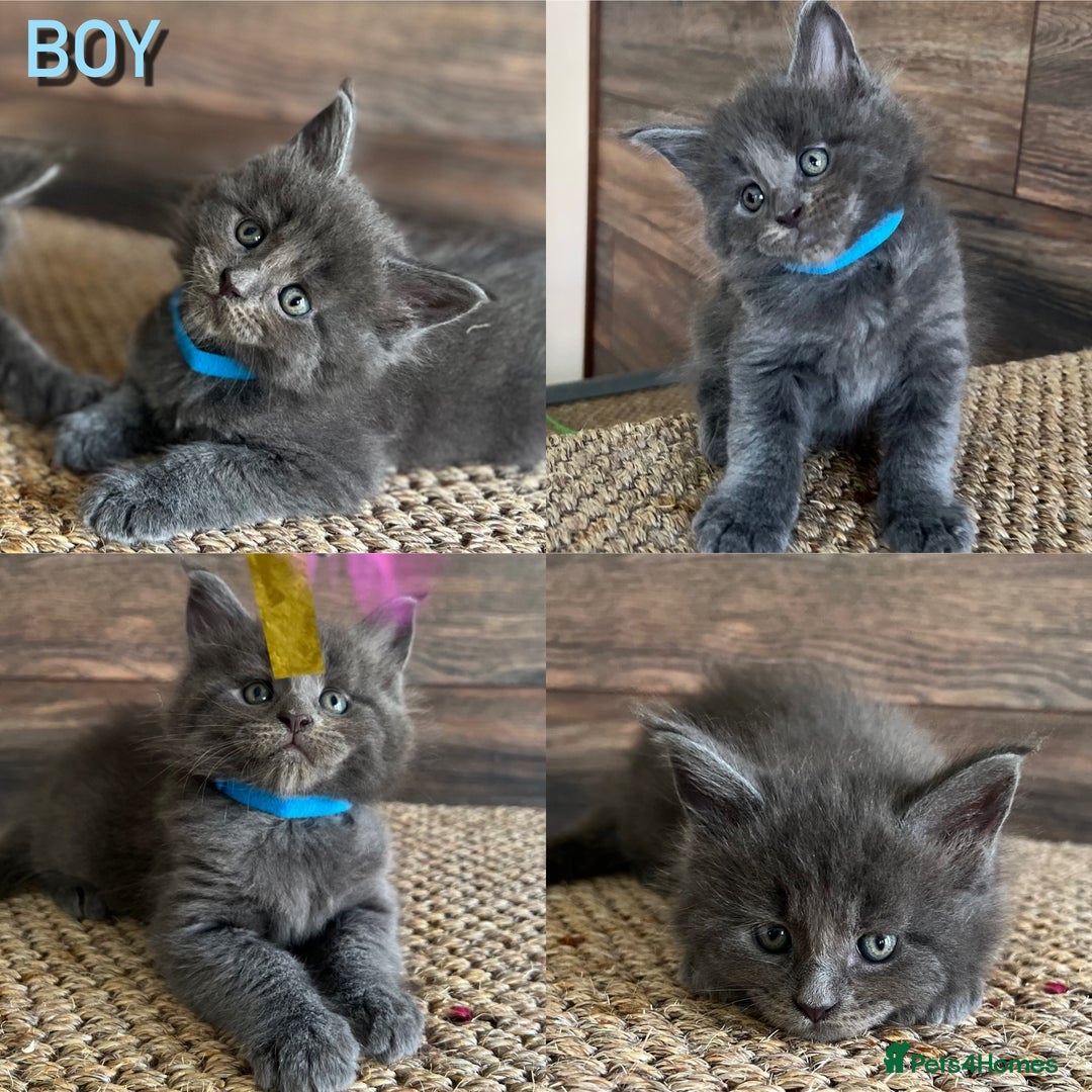 Maine Coon cats for sale: First Litter 6 Pure Maine Coon Kittens - Image 3