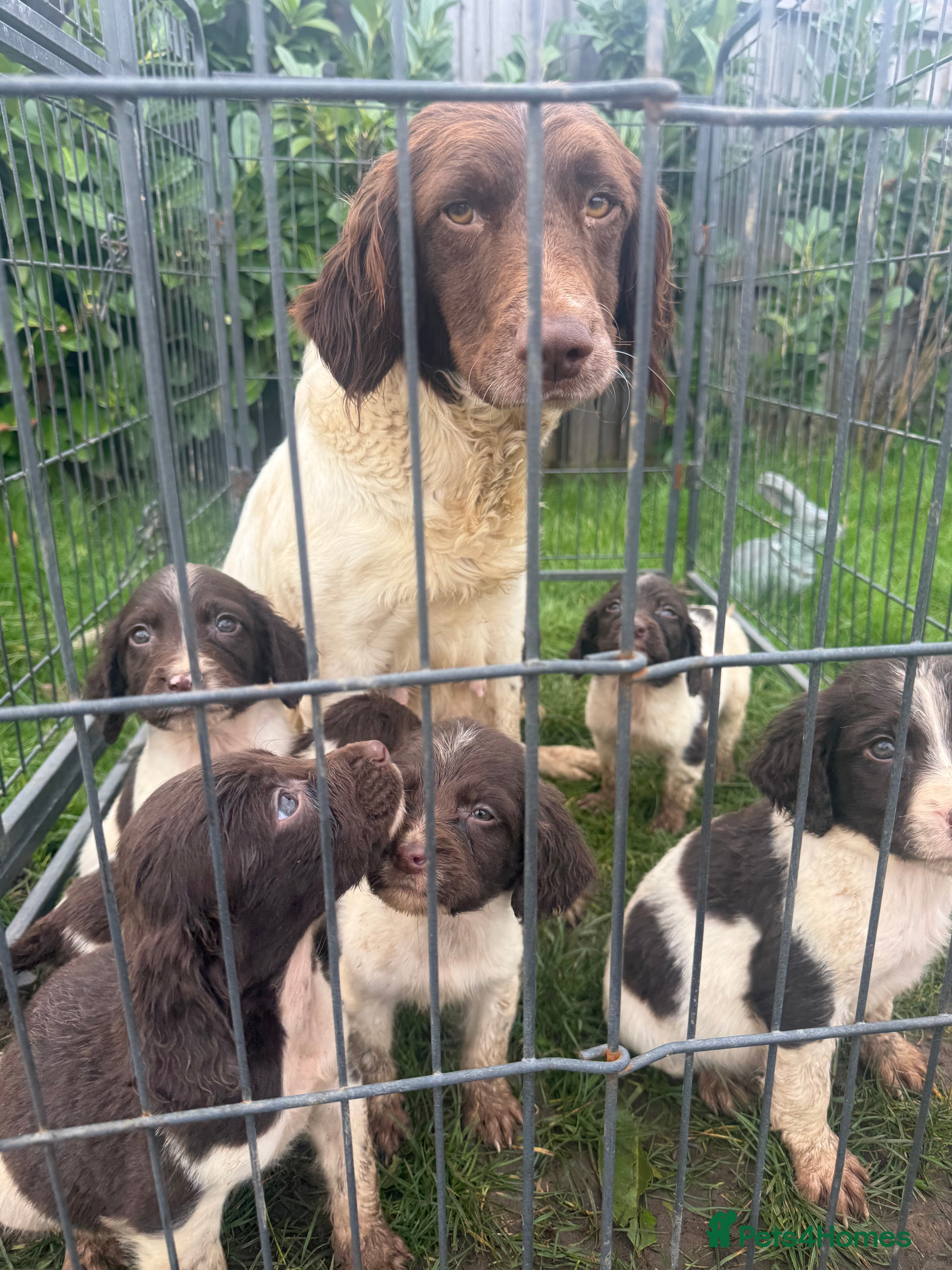English Springer Spaniel dogs Springer spaniel  - Advert 1