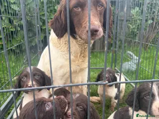 English Springer Spaniel dogs Springer spaniel - Advert 1