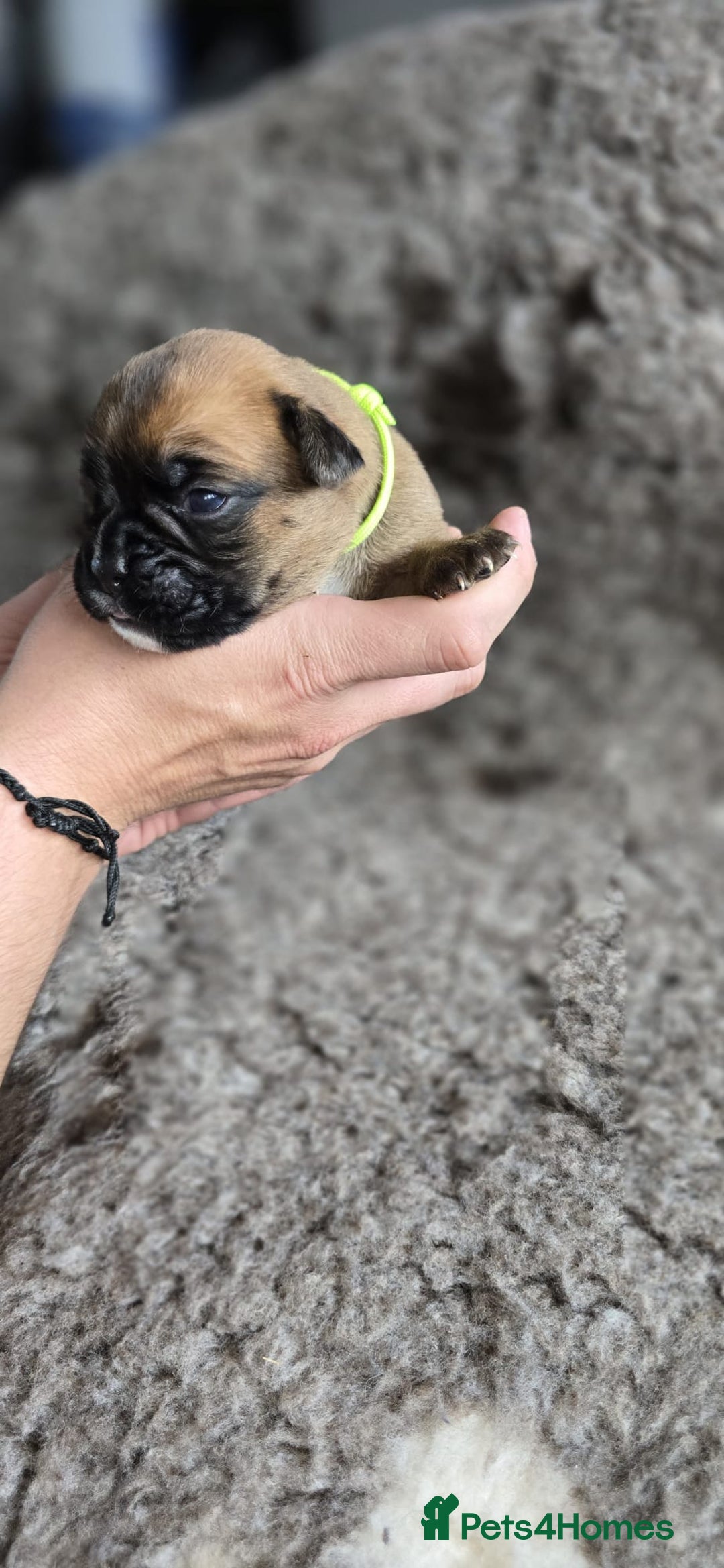 Boxer dogs for sale: Boxer puppies - Image 25