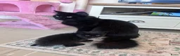 Mixed Breed cats for sale: Beautiful Black Kittens - Advert 9