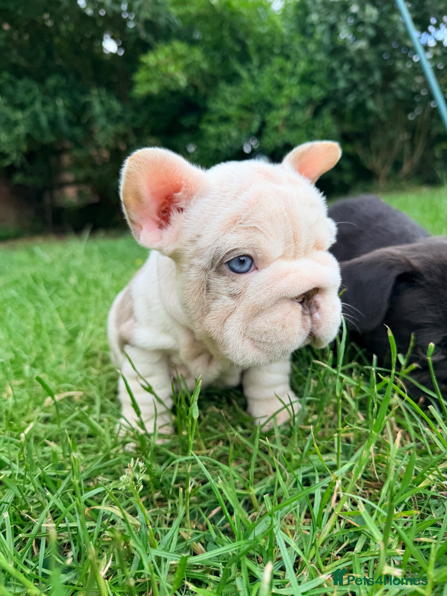 French Bulldog dogs for sale: **Beautiful French Bulldog Puppies** - Advert 1