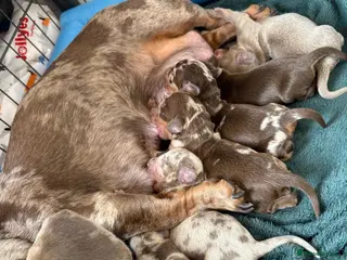 Miniature Dachshund dogs Beautiful Daches - Advert 3