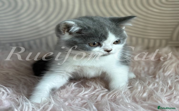 British Shorthair cats - Advert 1