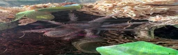 Tarantulas invertebrates for sale: Lasiocyano Sazimae juvenile  in Basingstoke - Advert 1
