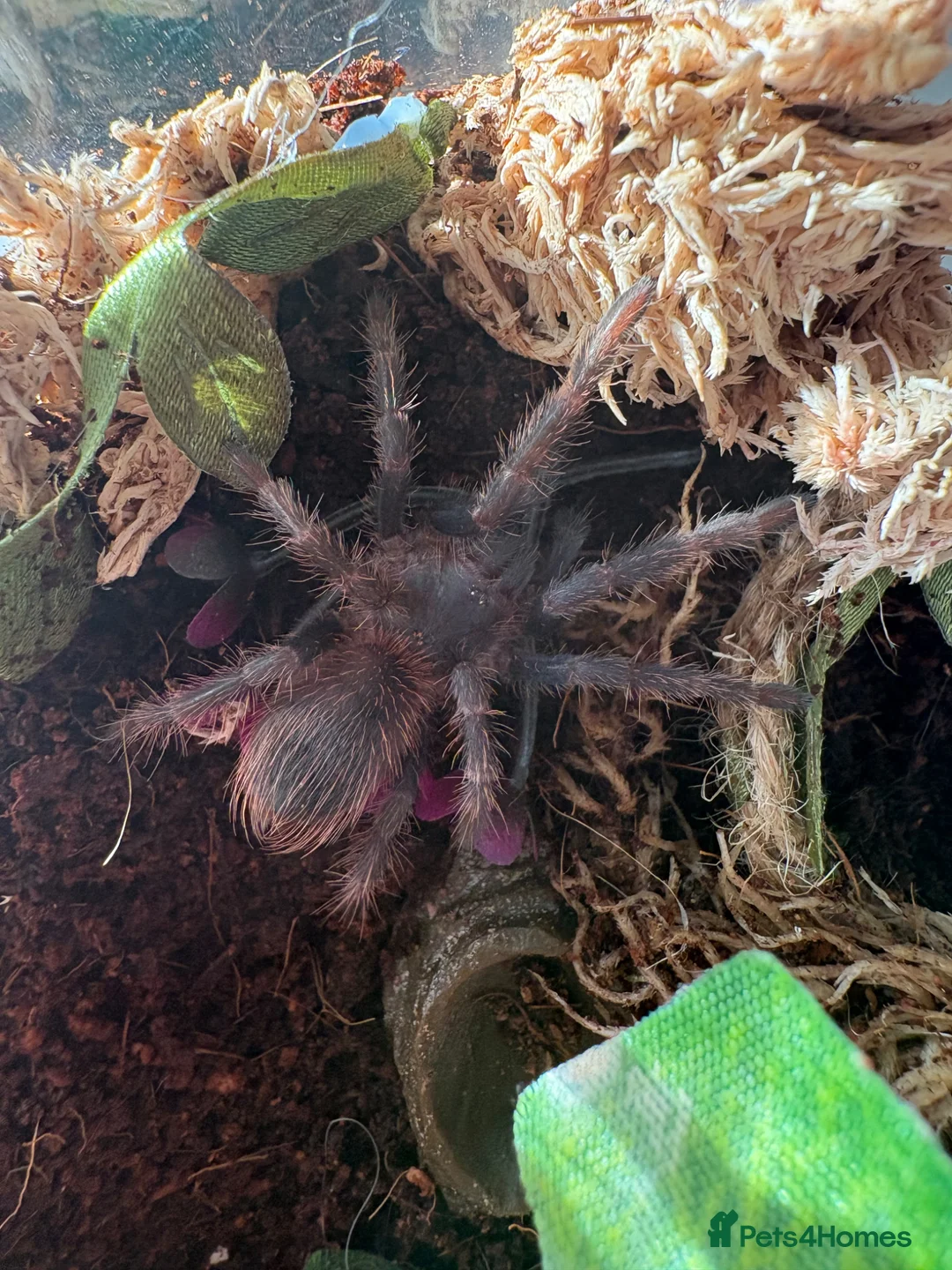 Tarantulas invertebrates for sale: Lasiocyano Sazimae juvenile  in Basingstoke - Advert 1