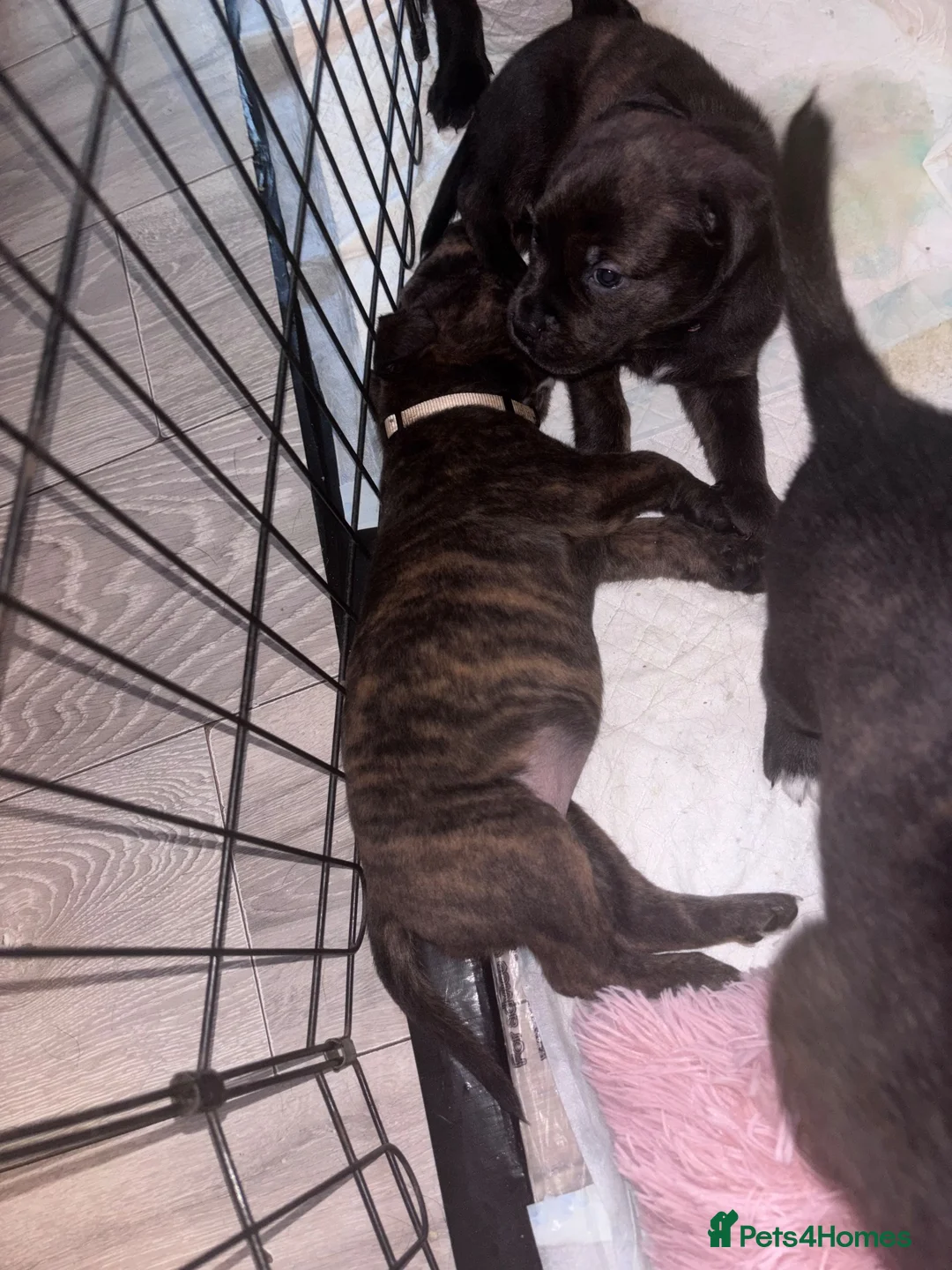 Mixed Breed dogs for sale: Staffordshire X Rottweiler  - Advert 2