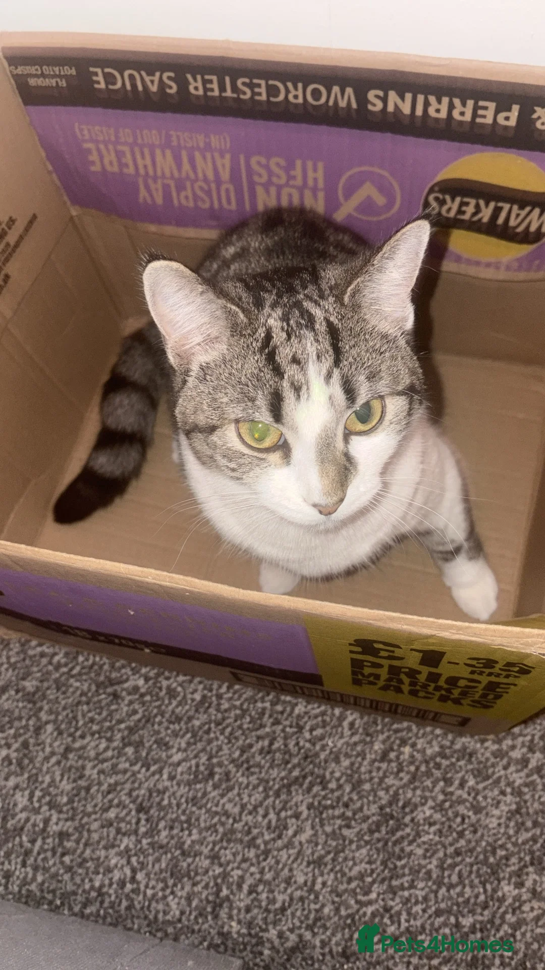 Mixed Breed cats for sale: Ivy looking for a new home - Advert 2
