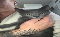 Russian Blue cats for sale: Russian blue beauty  - Image 1