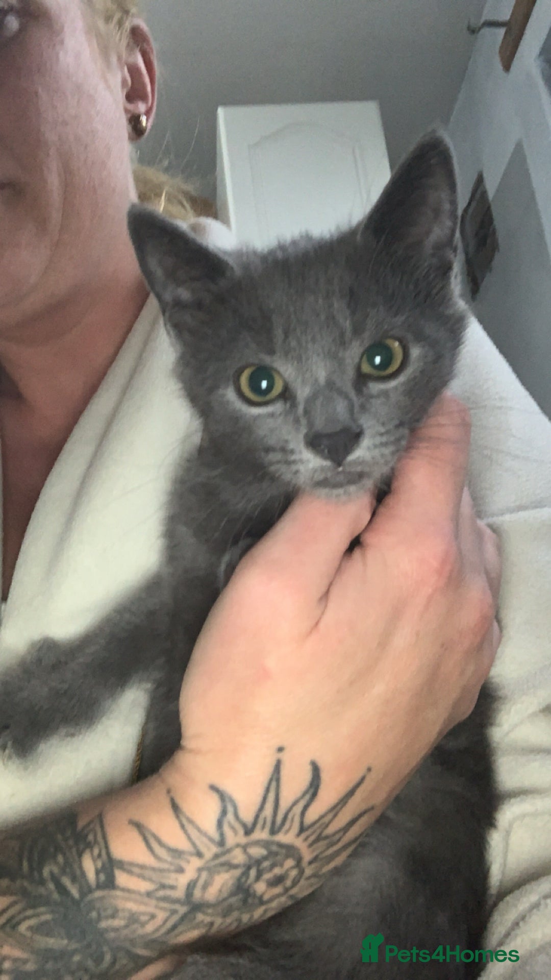Russian Blue cats for sale: Russian blue beauty  - Image 1