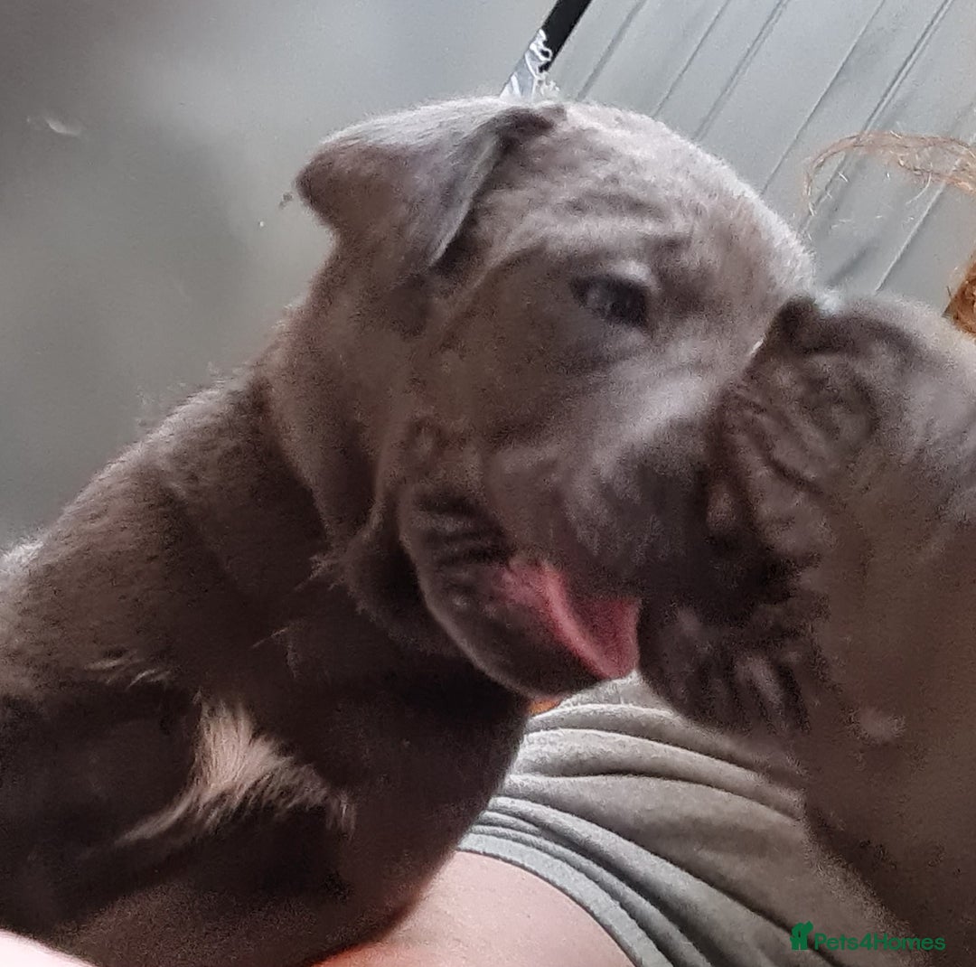 Mixed Breed dogs for sale: Presa canario - Advert 26
