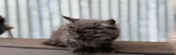 Maine Coon cats for sale: Stunning Maine coon x kitten  - Advert 6