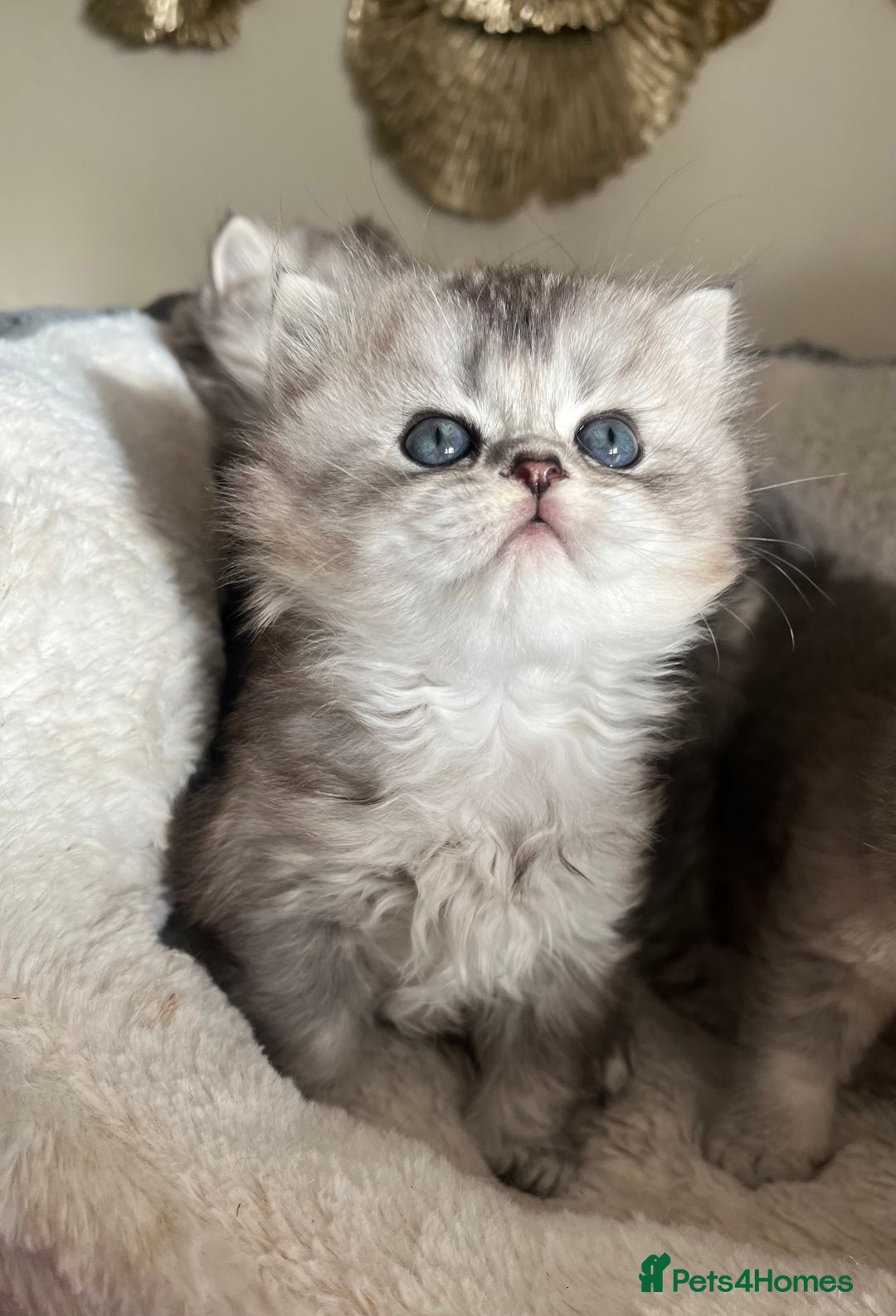 Scottish Fold cats for sale: Adorable Scottish Fold Kittens  - Advert 26