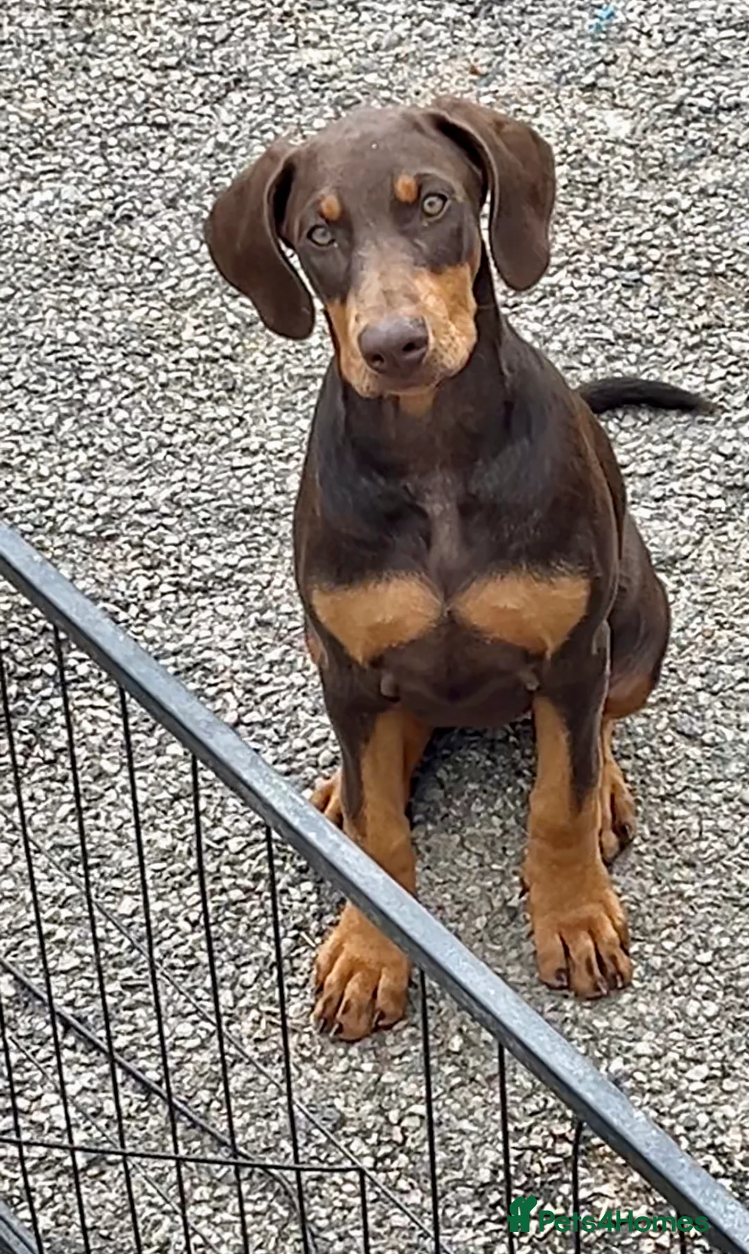 Dobermann dogs for stud: KC Health & Heart tested stud in Burnley - Advert 19