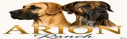 Great Dane dogs for sale: ONLY 1 GIRL LEFT-BRINDLE GREAT DANES-FULLY VAX'D - Advert 5