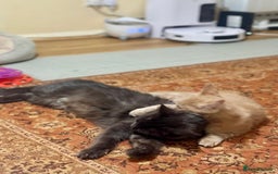 Maine Coon cats for sale: ✨ Beautiful Maine Coon Ex-Queen ✨ - Advert 4