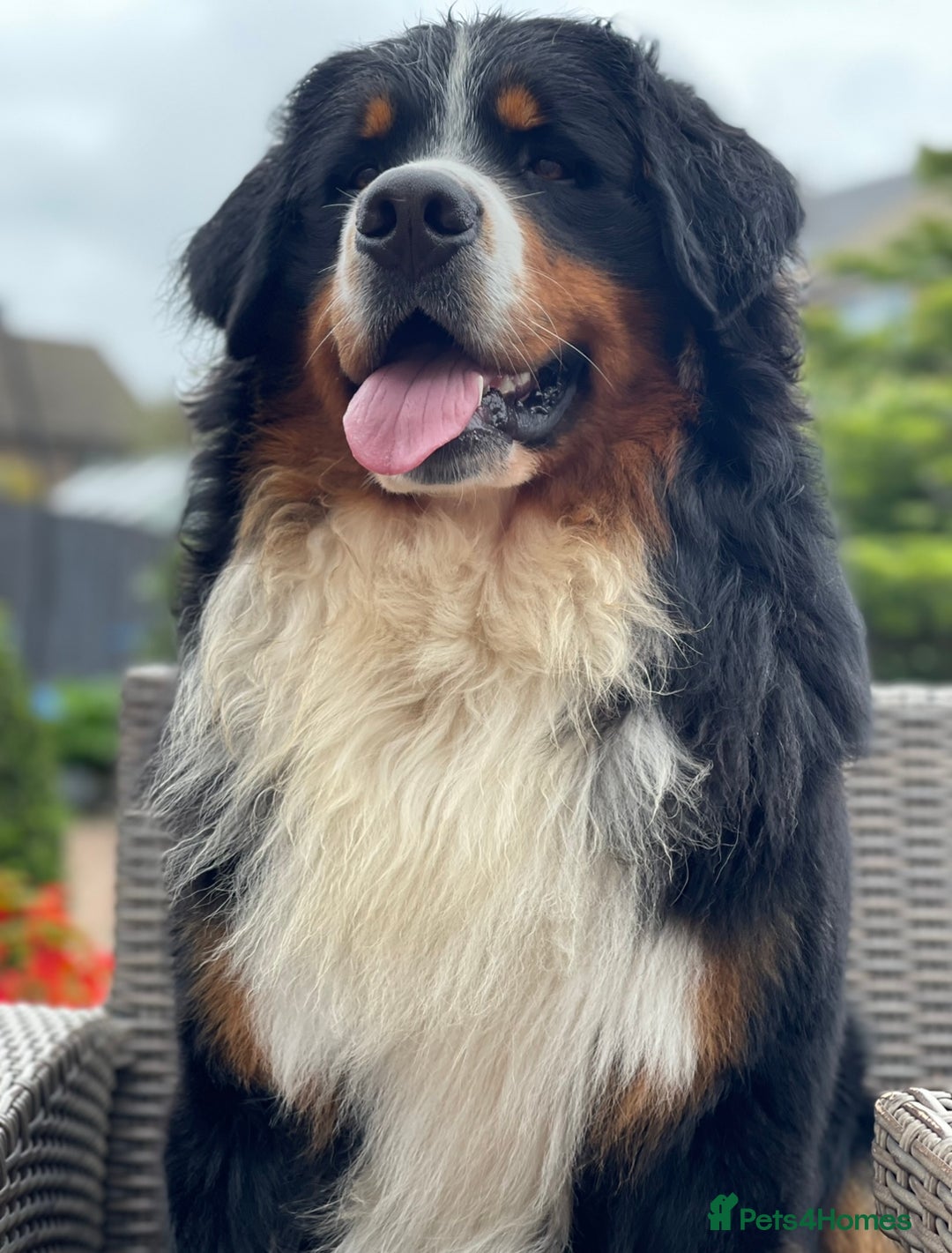 Bernese Mountain Dog dogs for stud: 🔥 CRUZ💥 TOP QUALITY BERNESE MOUNTAIN DOG STUD in Whitehaven - Image 21