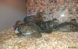 Quail poultry for sale: Mixed Japanese Courtnix Quails - Image 4