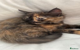 Mixed Breed cats for sale: 3 cats for sale! - Image 2