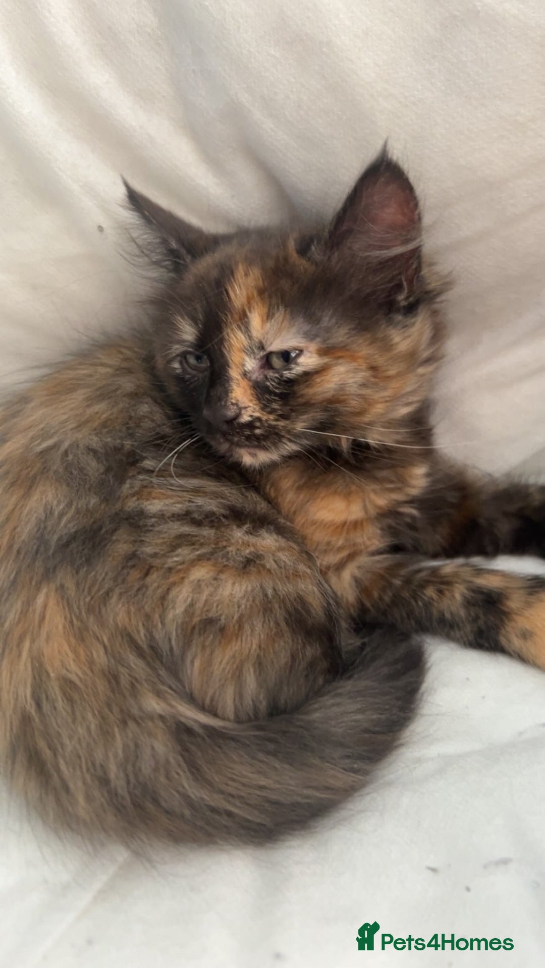 Mixed Breed cats for sale: 3 cats for sale! - Image 2