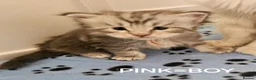 Maine Coon cats for sale: 5 handsome chunky mainecoon boys  in Deeside - Advert 8