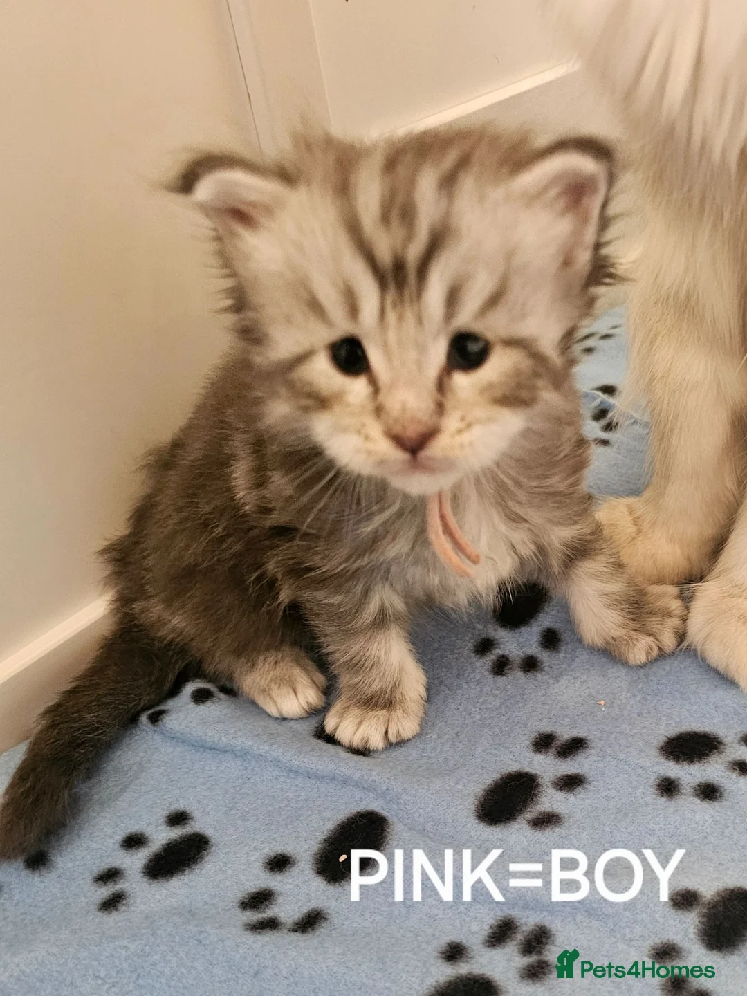 Maine Coon cats for sale: 5 handsome chunky mainecoon boys  in Deeside - Advert 8