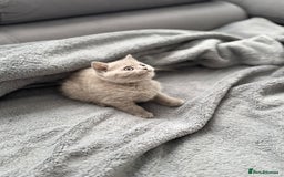 British Shorthair cats for sale: British Shorthair kittens  - Image 10