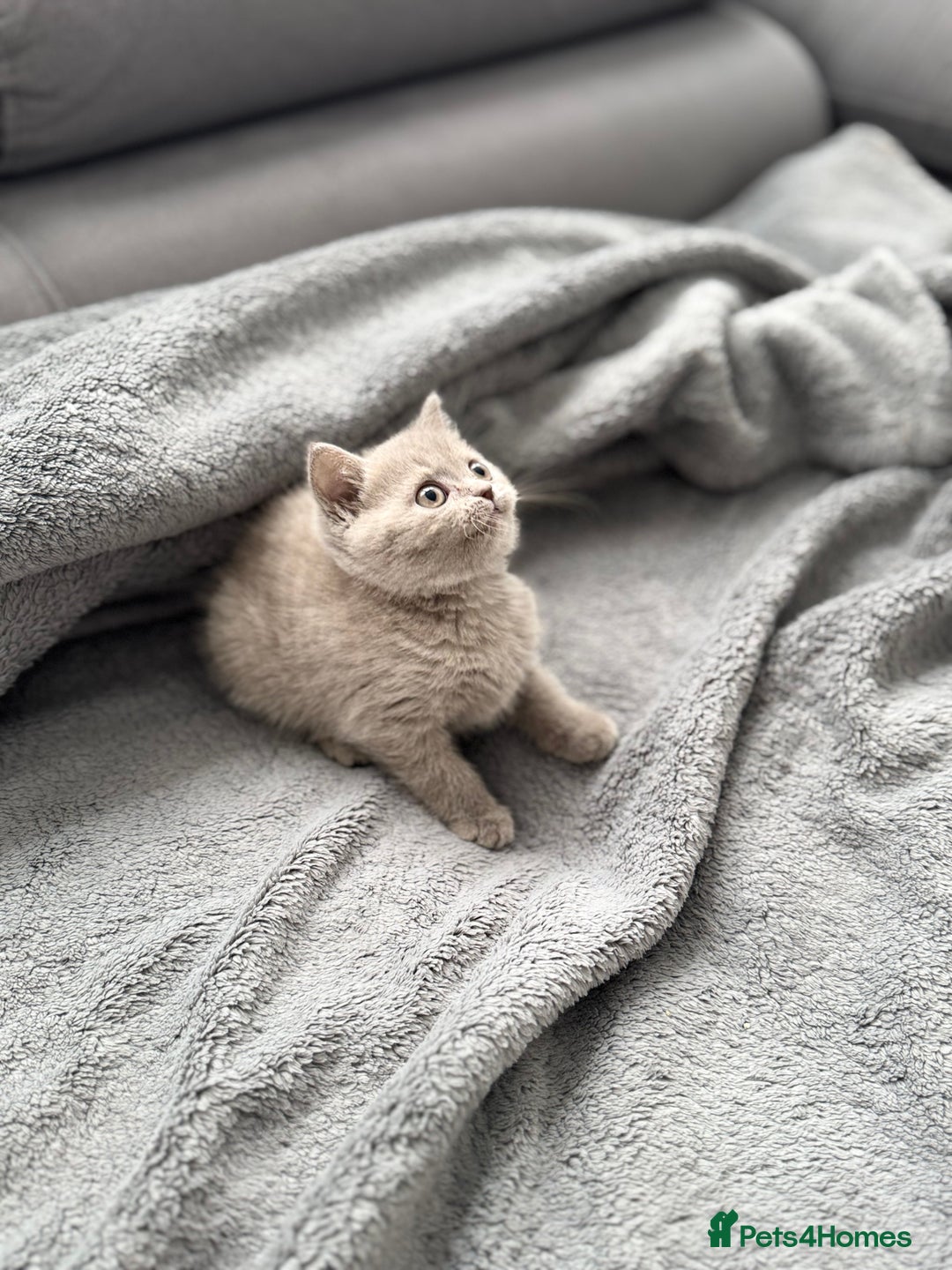 British Shorthair cats for sale: British Shorthair kittens  - Image 10