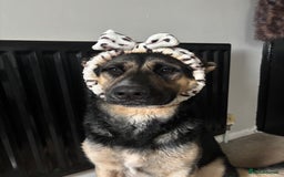 German Shepherd dogs for stud: 3/4 German shepherd- Enzo - Image 3