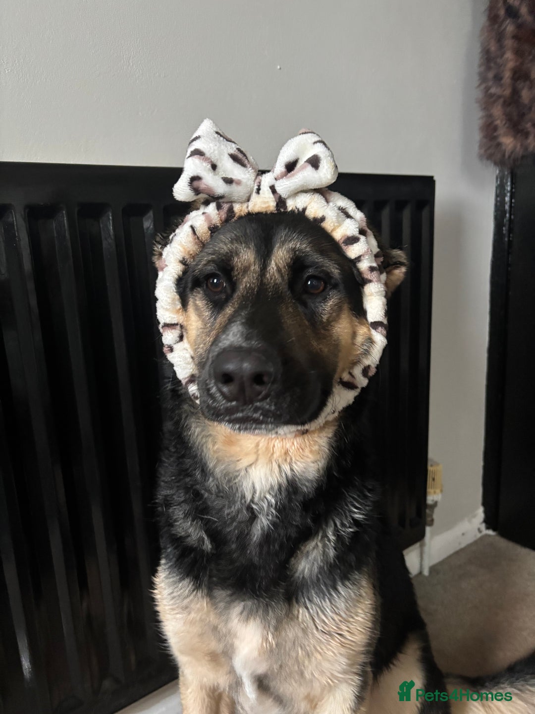 German Shepherd dogs for stud: 3/4 German shepherd- Enzo - Image 3