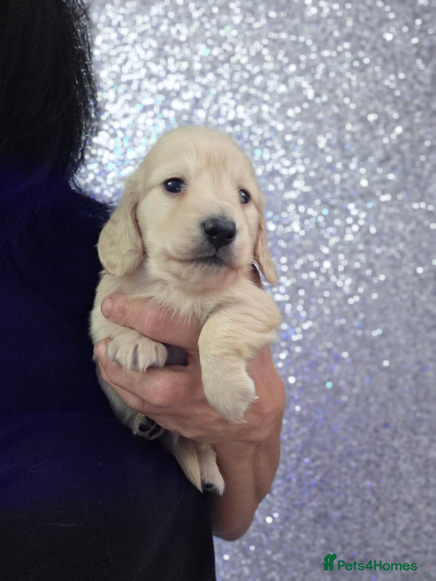 Miniature Dachshund dogs Clear cream miniature long-haired Dachshunds - Advert 2