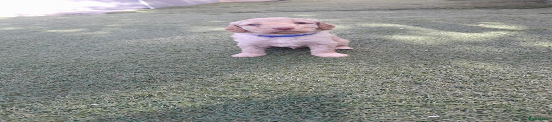 Labradoodle Puppy 1