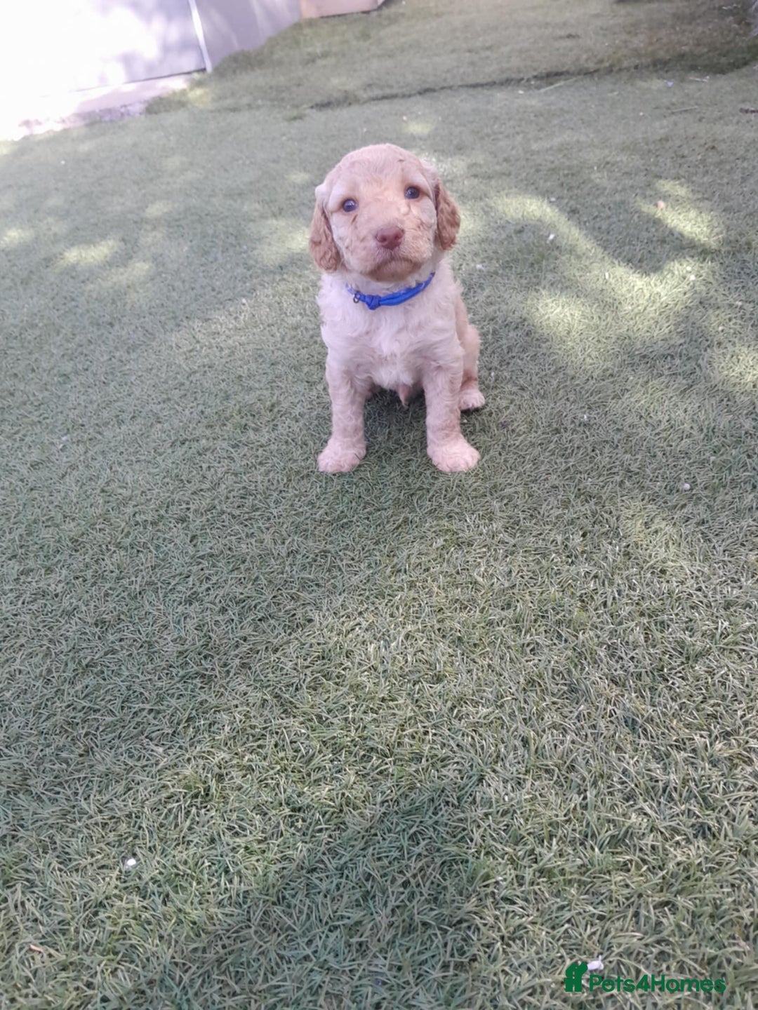 Labradoodle dogs for sale: Miniature Labradooles - Image 13