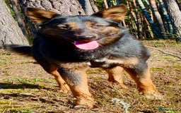 German Shepherd dogs for adoption: Claudia’s Story: The Dog Who Chose to Live - Image 7