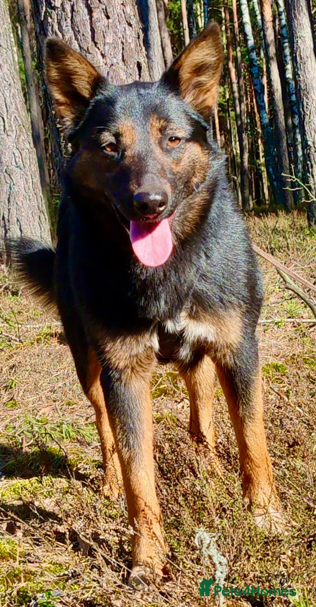 German Shepherd dogs for adoption: Claudia’s Story: The Dog Who Chose to Live - Image 7