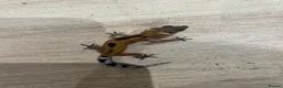 Gecko reptiles for sale: Baby leopard geckos for sale   - Advert 8