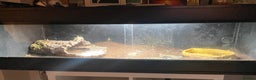 Toad reptiles for sale: Colorado river toads - Advert 3
