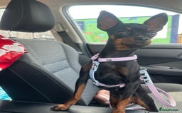 Miniature Pinscher dogs for sale: ✨ Exceptional Miniature Pinscher Puppies ✨ - Image 13