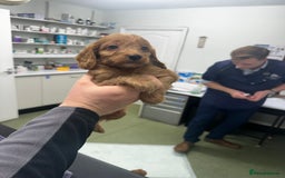 Cockapoo dogs for sale: F1 cockapoo puppies ♥️💙 - Image 13