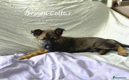 Mixed Breed dogs for sale: Belgian malinois x German shepherd puppies - Image 34