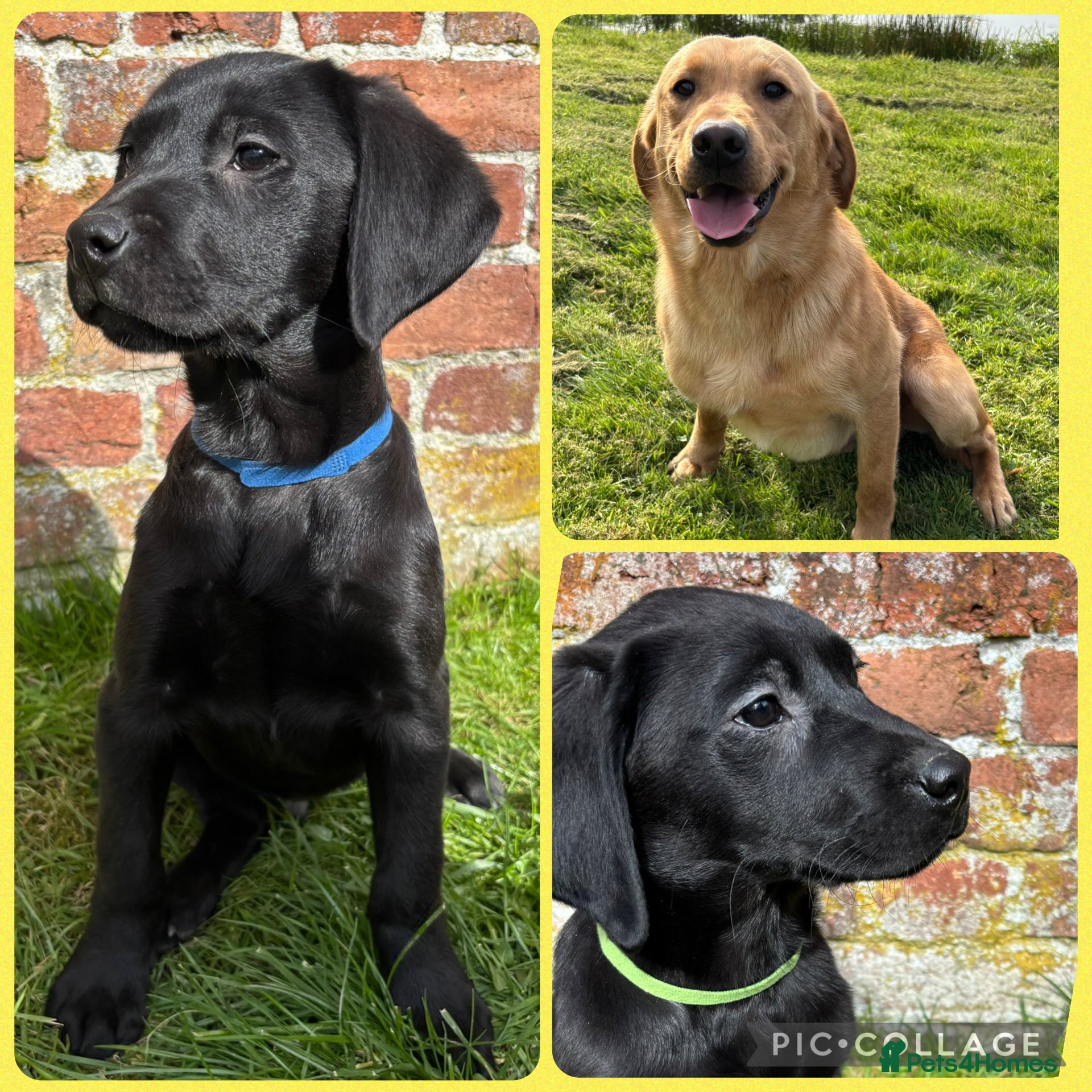 Labrador Retriever dogs Outstanding Hip Scored KC Labradors DNA Tested - Advert 2