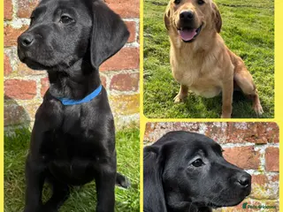 Labrador Retriever dogs Outstanding Hip Scored KC Labradors DNA Tested - Advert 2