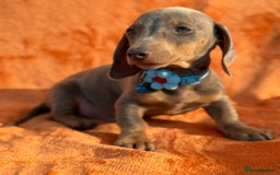 Miniature Dachshund dogs for sale: KC Reg Miniature Dachshund Puppies  - Image 22