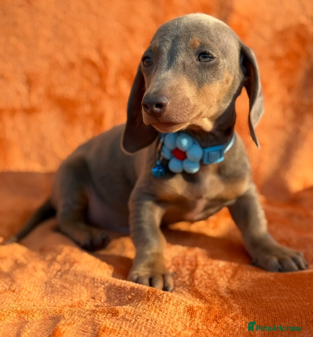 Miniature Dachshund dogs for sale: KC Reg Miniature Dachshund Puppies  - Image 22