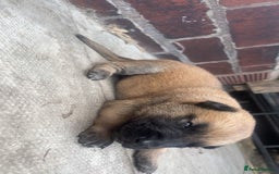 Belgian Shepherd Dog dogs for sale: Stunning Pure Belgian Malinois Pups - Image 7