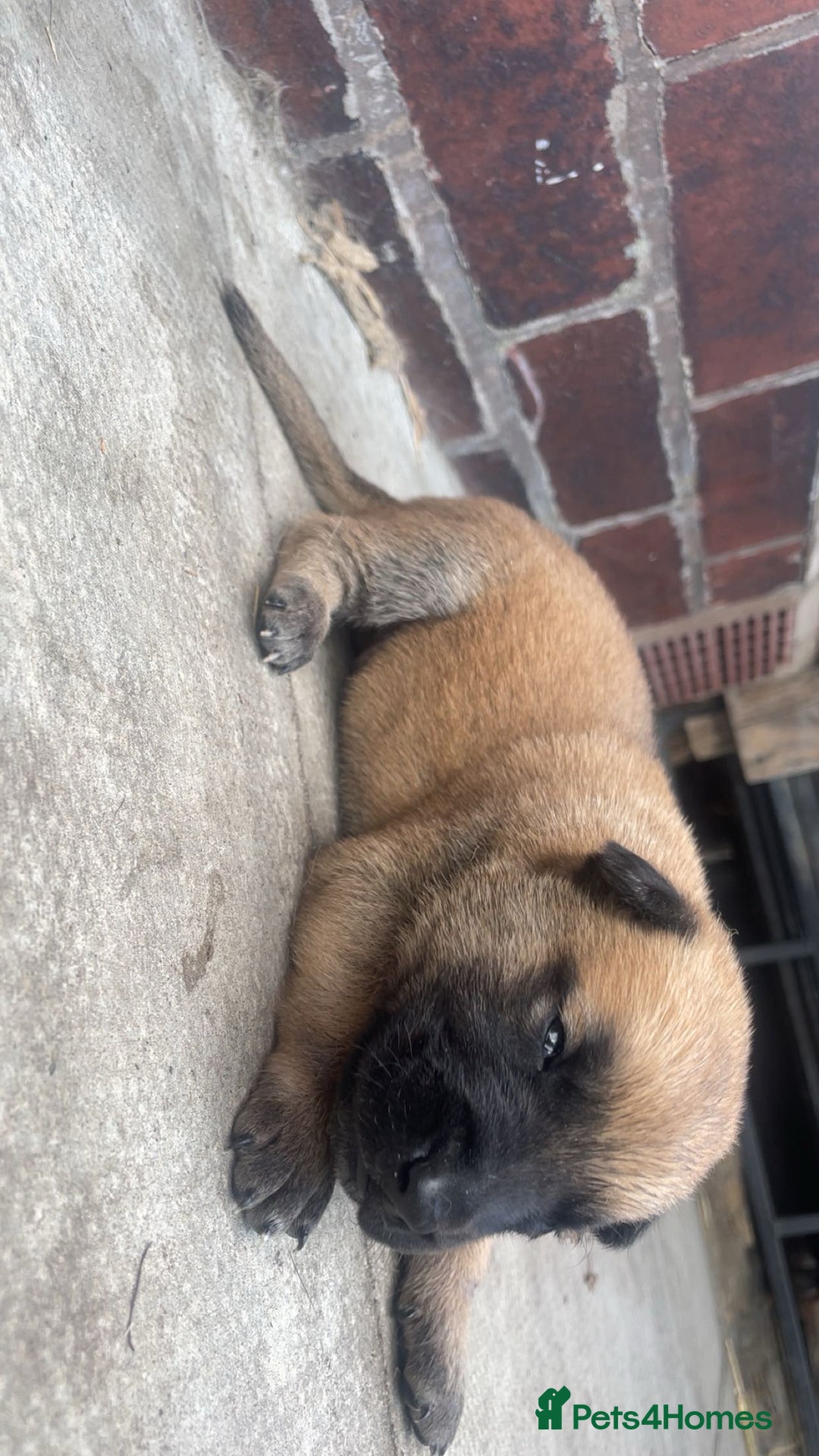 Belgian Shepherd Dog dogs for sale: Stunning Pure Belgian Malinois Pups - Image 7
