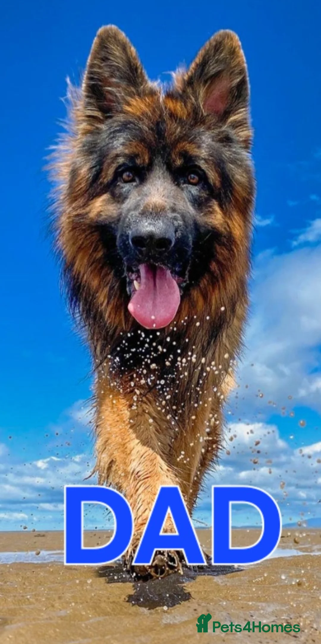 German Shepherd dogs for sale: Kc registered German shepherd puppies - Advert 27