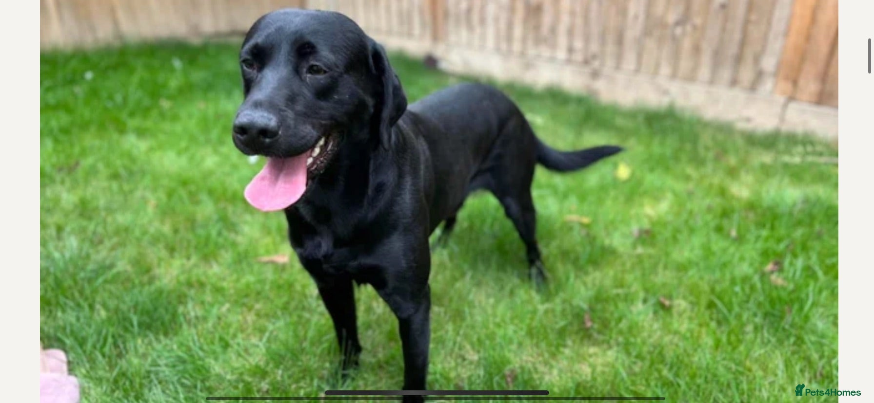 Labrador Retriever dogs Kc registered black lab - Advert 1